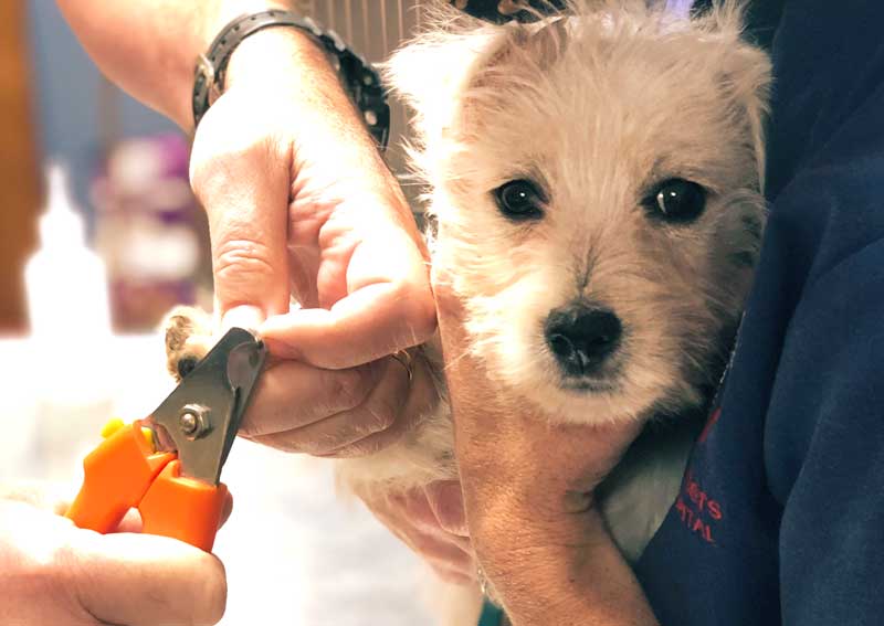 Carousel Slide 5: Dog wellness exams